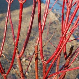 Cornus sericea (stolonifera) Baileyi - Redosier Dogwood