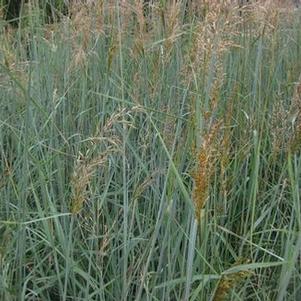 Sorghastrum nutans Indian Steel - Yellow Prairie Grass