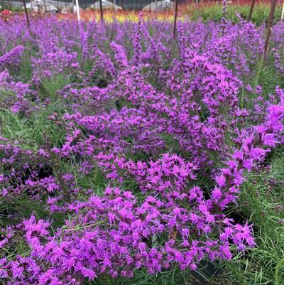 Liatris microcephala - Dwarf Blazing Star