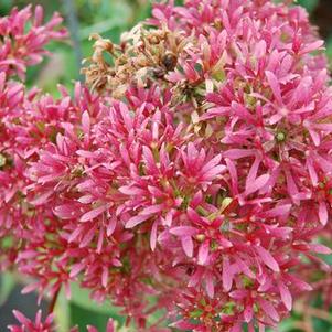 Heptacodium miconioides - Seven-Son Flower