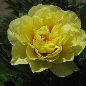 Paeonia x Itoh Bartzella - Itoh Hybrid Peony