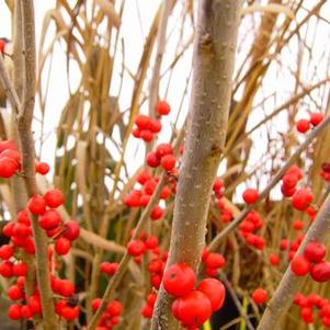 Ilex verticillata Maryland Beauty - Winterberry