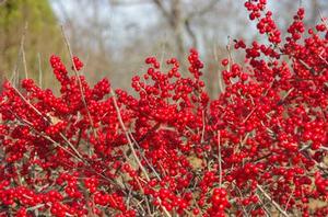 Ilex verticillata Red Sprite - Winterberry