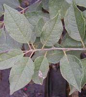 Ilex verticillata Southern Gentleman - Winterberry