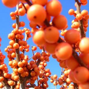 Ilex verticillata Winter Gold - Winterberry