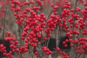 Ilex verticillata Winter Red® - Winterberry