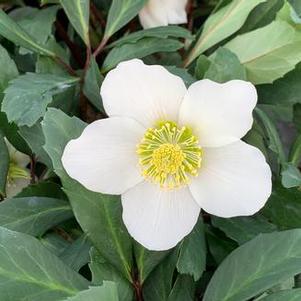 Helleborus niger HGC® 'Jacob' - Christmas Rose