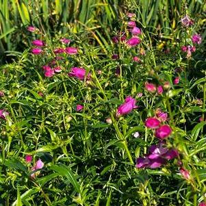 Penstemon x mexicali Red Rocks® - Beardtongue