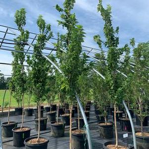 Celtis occidentalis Prairie Sentinel® - Hackberry