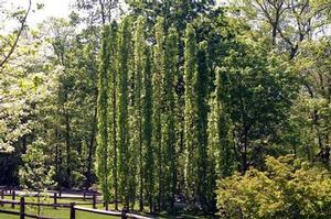 Liquidambar styraciflua Slender Silhouette - American Sweetgum