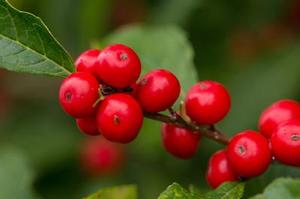 Ilex verticillata Wildfire™ - Winterberry Holly