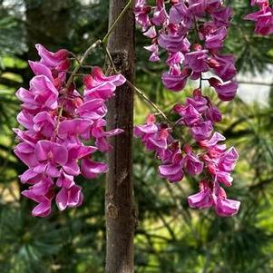 Robinia pseudoacacia Purple Robe - Black Locust