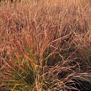 Schizachyrium scoparium Prairie Blues - Little Bluestem