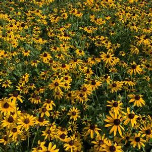 Rudbeckia hirta - Black-Eyed Susan