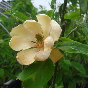 Magnolia virginiana Moonglow® - Sweetbay Magnolia