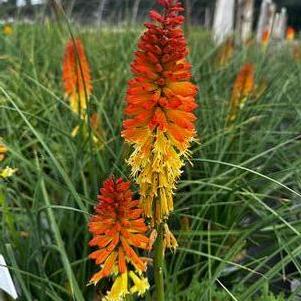 Kniphofia x Pyromania® 'Backdraft' - Red Hot Poker