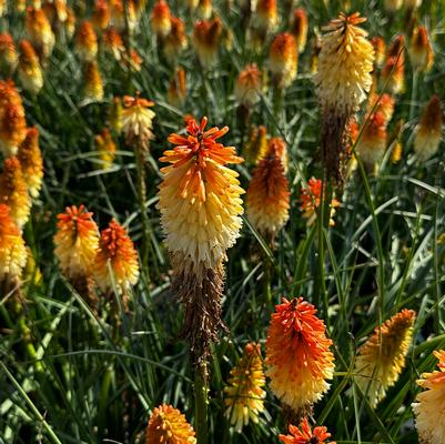 Kniphofia x Pyromania® 'Hot and Cold' - Red Hot Poker