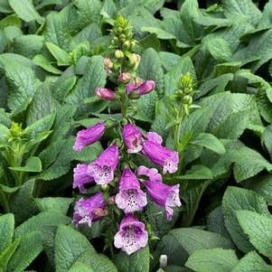 Digitalis purpurea Dalmatian Purple Improved - Foxglove