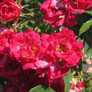 Rosa Red Drift® - Groundcover Drift Rose