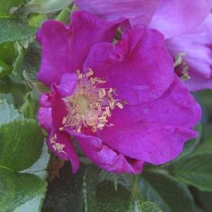 Rosa rugosa - Rugosa Rose