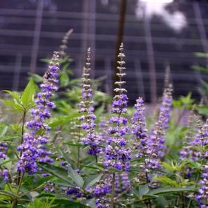 Vitex agnus-castus Shoal Creek - Chastetree