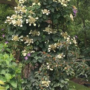 Schizophragma hydrangeoides Moonlight - False Hydrangea-vine