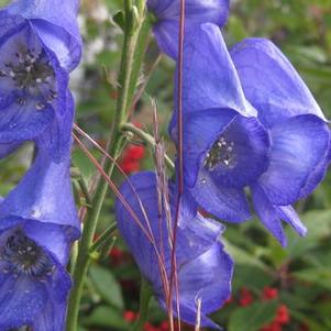 Aconitum carmichaelii Arendsii - Azure Monkshood