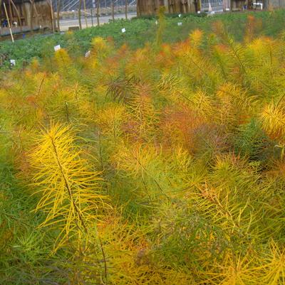 Amsonia hubrichtii - Arkansas Amsonia