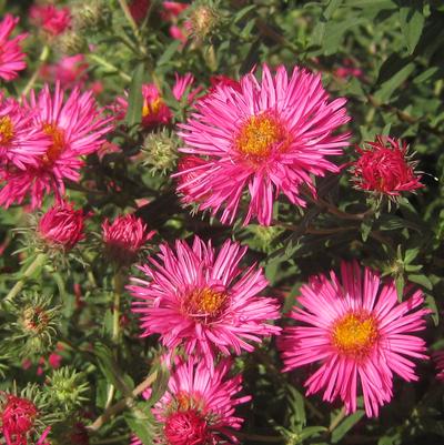 Aster novae-angliae Alma Potschke - New England Aster