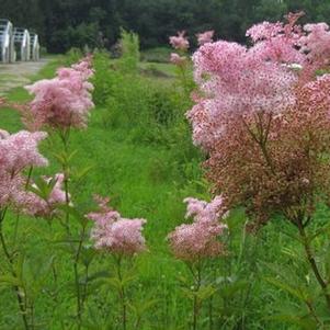 Filipendula rubra Venusta - Queen-of-the-Prairie