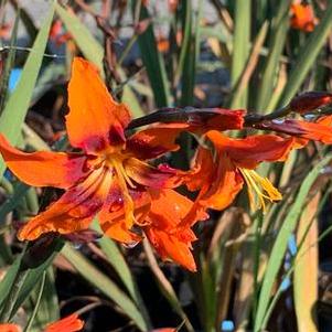 Crocosmia Emily McKenzie