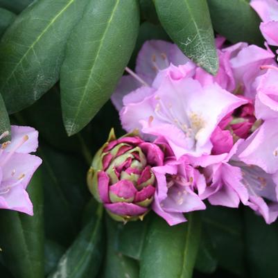 All Roads Lead to Rhododendron