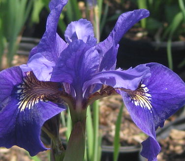 to David Beckham's tattoos to David Beckham's tattoos