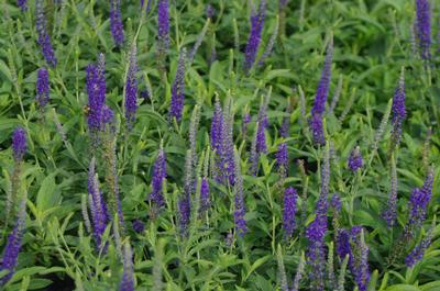 Veronica spicata Goodness Grows Spiked Speedwell from Pleasant Run Nursery