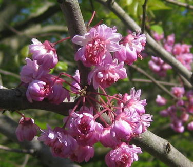 Cercis canadensis
