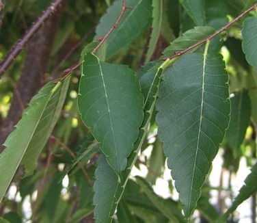 Zelkova+serrata+green+vase
