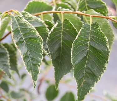 Zelkova+serrata+japanese+zelkova