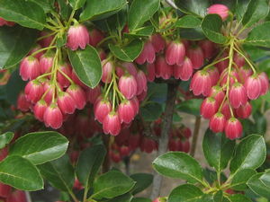 Enkianthus Red Bells