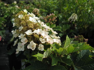 Hydrangea quercifolia Munchkin Oakleaf Hydrangea from Pleasant Run 