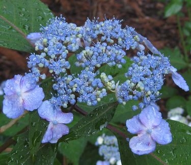 Hydrangea serrata Blue Billow Sawtooth Hydrangea from Pleasant Run Nursery