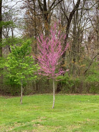 Cercis canadensis Summer's Tower - Eastern Redbud 