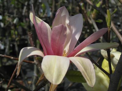Magnolia x Coral Lake Magnolia from Pleasant Run Nursery
