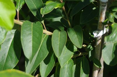 Diospyros virginiana