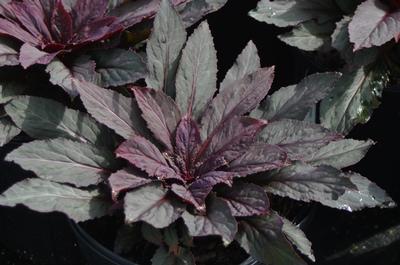 lobelia cardinalis new moon