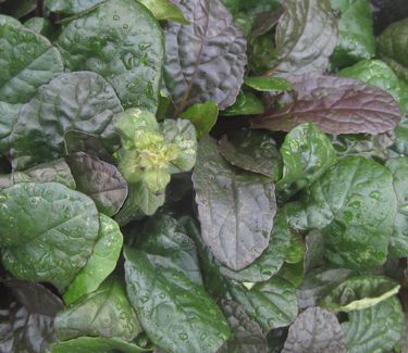 Ajuga reptans