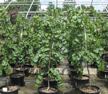 Cercis canadensis