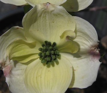 Cornus florida 'Appalachian Joy' - Flowering Dogwood 