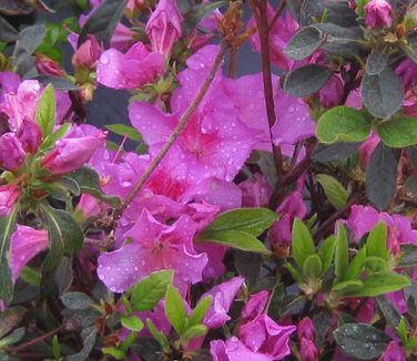 Rhododendron Encore Autumn Royalty 