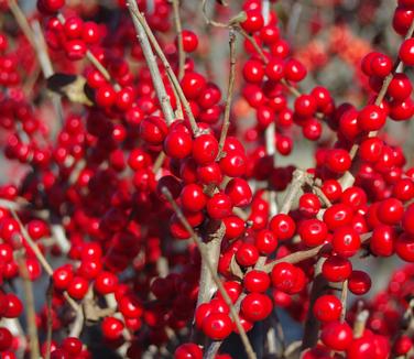 Ilex verticillata 'Red Sprite' - Winterberry