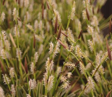 Carex morrowii 'Ice Dance' - Japanese Grass Sedge